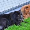 Besuch am Zugersee / Fotos by Toni Limacher-6
