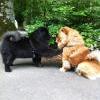 Album - Chows - 2013 - Ronja mit Freund am Pick Nick vom SCCC