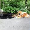 Album - Chows - 2013 - Ronja am Flirten