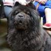 Album - Chows - 2013 - Ronja - Chow Chow Treffen Muhen