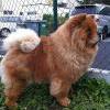 Album - Chows - 2013 - Unicca - Maui sieht Nachbars Katze