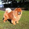 Album - Chows - 2013 - Maui am Zugersee