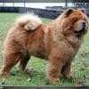 Album - Chows - 2014 - Bazooka-6