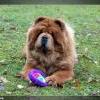 Album - Chows - 2014 - Bazooka-3