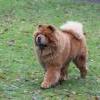 Album - Chows - 2014 - Bazooka-4
