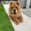 Album - Chows - 2020 - Alinghi, knapp 11 1/2 Jahre nach dem Baden-3