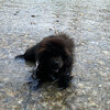 Album - Chows - 2021 - Milly der Sport Chow Chow