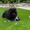 Album - Chows - 2021 - Milly der Sport Chow Chow-2
