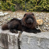 Album - Chows - 2021 - Milly der Sport Chow Chow-3