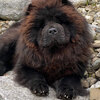 Album - Chows - 2021 - Milly der Sport Chow Chow-4
