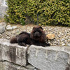 Album - Chows - 2021 - Milly der Sport Chow Chow-5