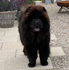 Album - Chows - 2021 - Milly der Sport Chow Chow-6