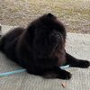 Album - Chows - 2021 - Milly unterwegs mit dem Wohnmobil