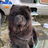 Album - Chows - 2021 - Milly unterwegs mit dem Wohnmobil-2