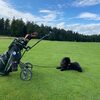 Album - Chows - 2021 - Juli Golfmilly