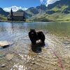 Album - Chows - 2021 - September - Milly Melchsee-Frutt-2