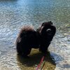 Album - Chows - 2021 - September - Milly Melchsee-Frutt-3