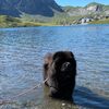 Album - Chows - 2021 - September - Milly Melchsee-Frutt-4