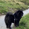 Album - Chows - 2021 - September - Milly Melchsee-Frutt-6