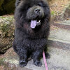 Album - Chows - 2021 - September - Milly Blausee-2