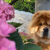 Album - Chows - 2021 - Pearl