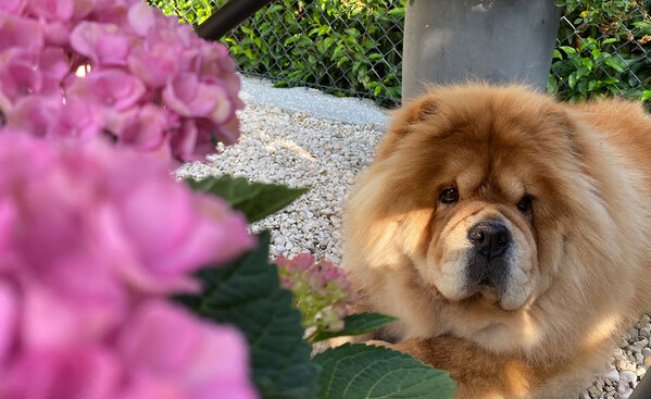 Album - Chows - 2021 - Pearl - Spotlight