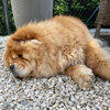 Album - Chows - 2021 - Pearl-3