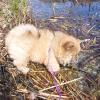 Alinghi - Besuch bei Elvira in Hurden, im See plantschend