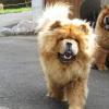 B-Wurf: Bailey Balou of Swiss Limited Edition - 2012 - Bailey 9,5 Monate laufend