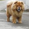 B-Wurf: Bailey Balou of Swiss Limited Edition - 2012 - Bailey geniesst das Leben!