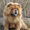 B-Wurf: Bailey Balou of Swiss Limited Edition - 2012 - Bailey 9,5 Monate sitzend