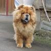 B-Wurf: Bailey Balou of Swiss Limited Edition - 2012 - Bailey 9,5 Monate stehend-2
