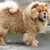 B-Wurf: Bailey Balou of Swiss Limited Edition - 2012 - Bailey 9,5 Monate profil