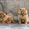 B-Wurf: Bailey Balou of Swiss Limited Edition - 2012 - Bailey & Bazooka 9,5 Monate