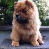 B-Wurf: Bailey Balou - 3,5 Monate