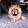 B-Wurf: Bailey Balou of Swiss Limited Edition - 2012 - Pick Nick