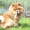 B-Wurf: Bailey - 2013 - 2. Geburri Mai Bailey sitzend mit Knochen