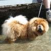 B-Wurf: Bailey Balou of Swiss Limited Edition - 2013 - Juli-4