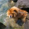 B-Wurf: Bailey Balou of Swiss Limited Edition - 2013 - Juli-3