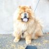 B-Wurf: Bailey Balou of Swiss Limited Edition - 2013 - Juli