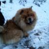 B-Wurf: Bailey - 2013 - Dezember