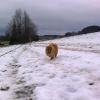 B-Wurf: Bailey - 2013 - Dezember-2