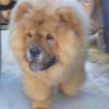 B-Wurf: Bailey Balou - Bailey 4 Mt. im neuen Heim