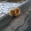 B-Wurf: Bailey - 2013 - Dezember-3