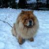 B-Wurf: Bailey - 2013 - Dezember-5