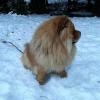 B-Wurf: Bailey - 2013 - Dezember-6
