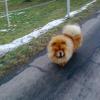 B-Wurf: Bailey - 2013 - Dezember-7