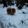 B-Wurf: Bailey - 2013 - Dezember-8