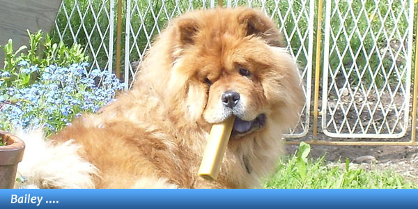 B-Wurf: Bailey Balou of Swiss Limited Edition - 2012 - Gallerie