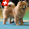 B-Wurf: Balouga - 2012 - Oktober - SCCC Clubschau